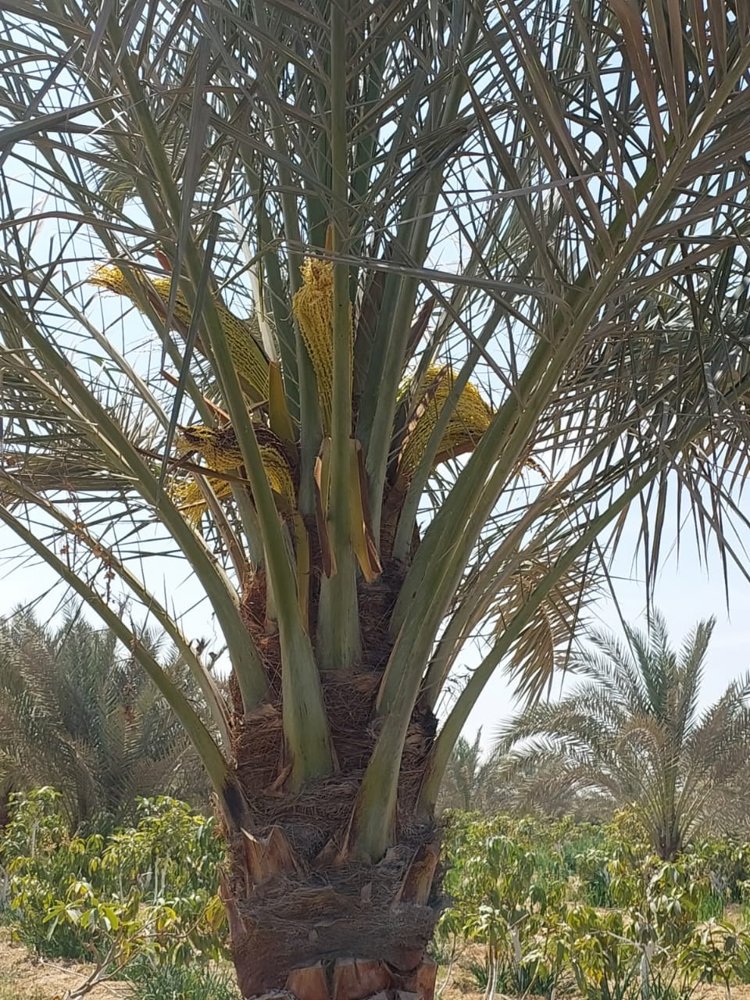 Date palm field observations